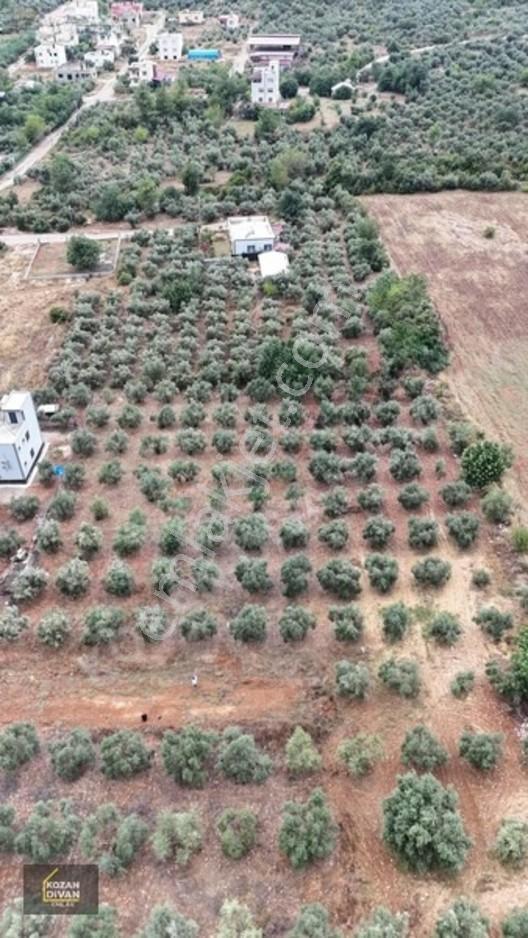 Kozan Divan Emlak'tan Ağlıboğaz İlkokulu'na Komşu 437 M2 Arsa — fotoğraf 6