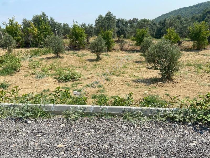 Menderes Çatalcada Satılık Hobi Bahçesi — fotoğraf 5