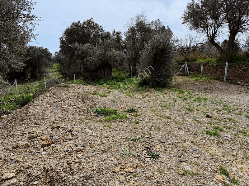 Menderes Dereköy'de Satılık Hisse Tapu Meşe Emlak'tan — fotoğraf 11