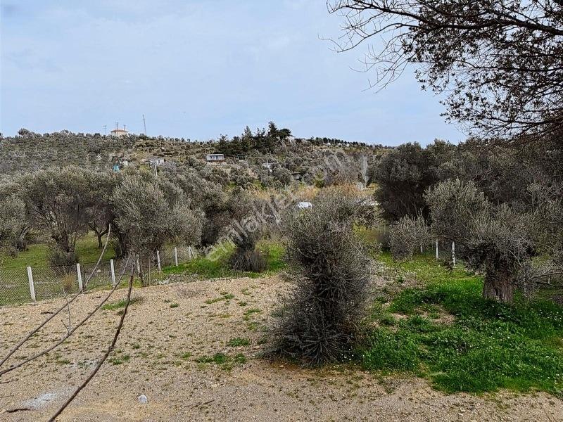 Menderes Dereköy'de Satılık Hisse Tapu Meşe Emlak'tan — fotoğraf 23