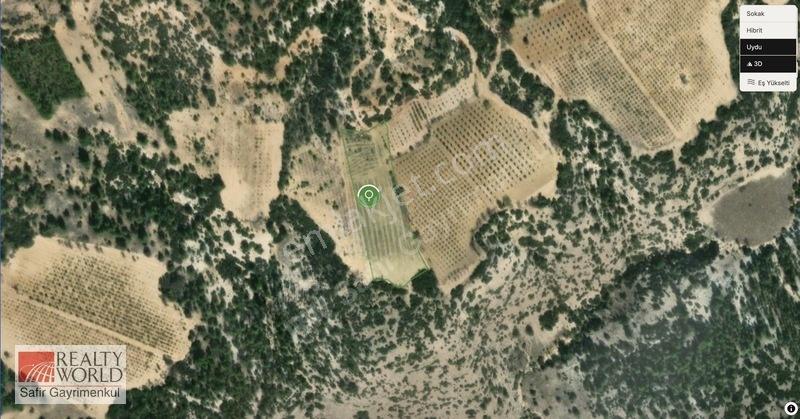 Bekilli Yeşiloba'da 5.848 M² 240 Ağaçlık Hazır Zeytin Bahçesi — fotoğraf 2