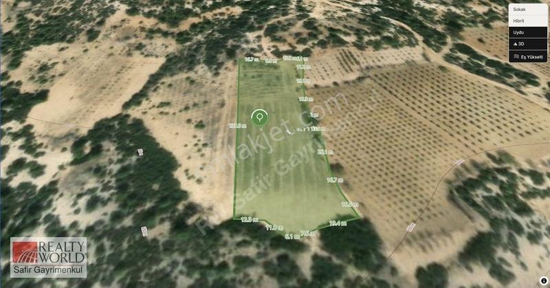 Bekilli Yeşiloba'da 5.848 M² 240 Ağaçlık Hazır Zeytin Bahçesi — fotoğraf 4