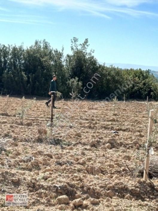 Bekilli Yeşiloba'da 5.848 M² 240 Ağaçlık Hazır Zeytin Bahçesi — fotoğraf 10