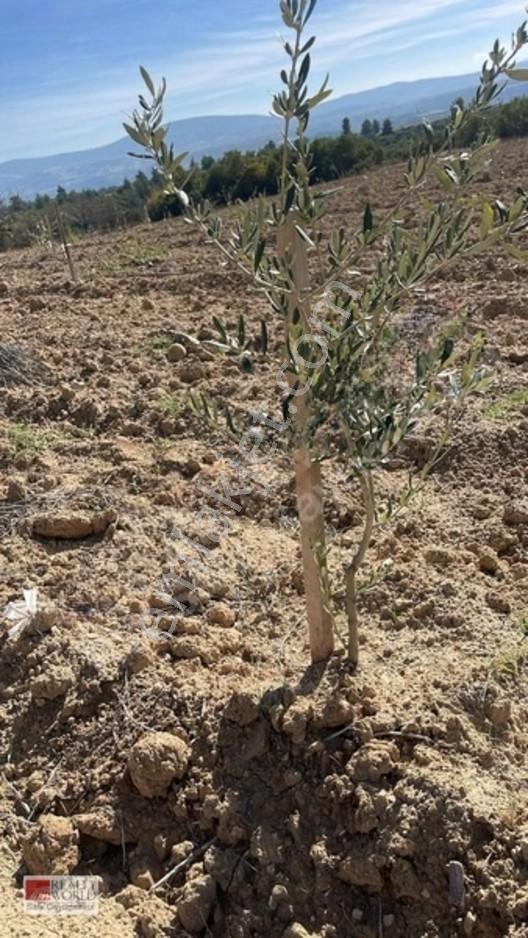 Bekilli Yeşiloba'da 5.848 M² 240 Ağaçlık Hazır Zeytin Bahçesi — fotoğraf 11
