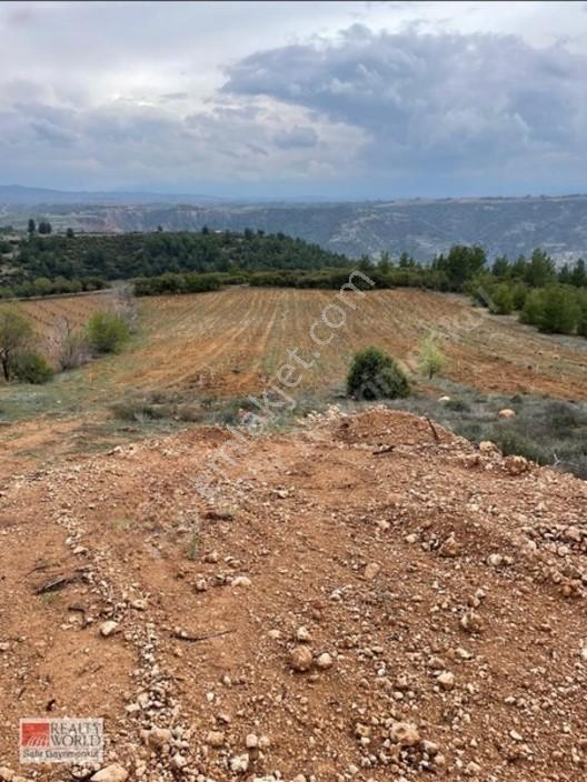 Bekilli Yeşiloba'da 5.848 M² 240 Ağaçlık Hazır Zeytin Bahçesi — fotoğraf 12