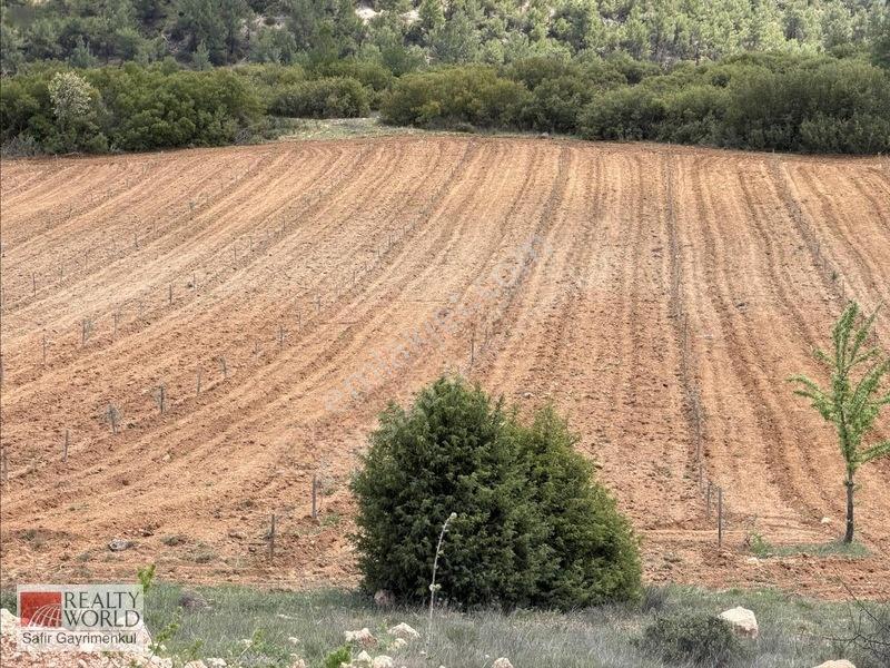 Bekilli Yeşiloba'da 5.848 M² 240 Ağaçlık Hazır Zeytin Bahçesi — fotoğraf 13