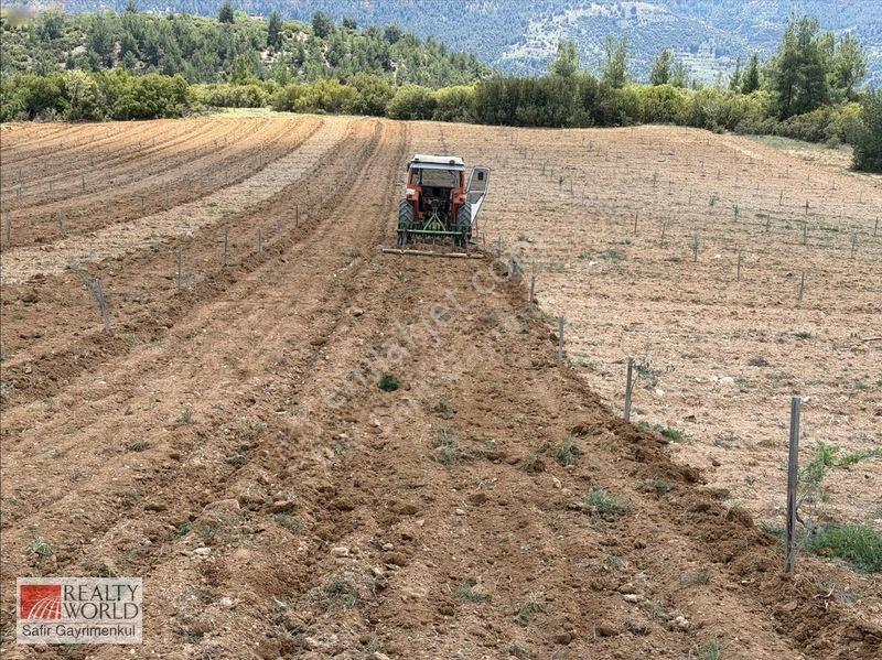 Bekilli Yeşiloba'da 5.848 M² 240 Ağaçlık Hazır Zeytin Bahçesi — fotoğraf 15