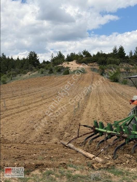 Bekilli Yeşiloba'da 5.848 M² 240 Ağaçlık Hazır Zeytin Bahçesi — fotoğraf 16