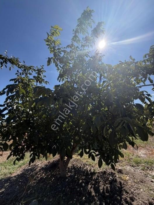 550 Ağaç Yetışkın Zeytınlık 60 Adet Cevızlık Tarla