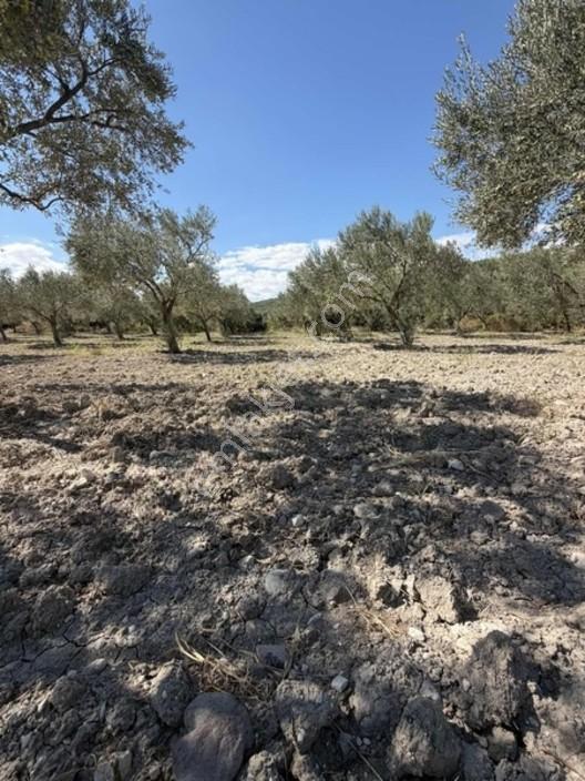 550 Ağaç Yetışkın Zeytınlık 60 Adet Cevızlık Tarla — fotoğraf 6