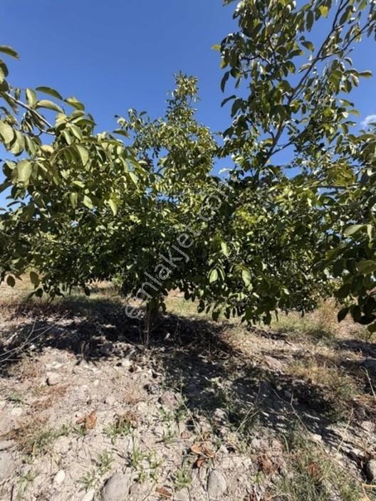 550 Ağaç Yetışkın Zeytınlık 60 Adet Cevızlık Tarla — fotoğraf 9