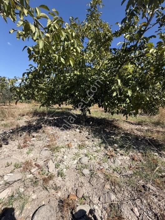 550 Ağaç Yetışkın Zeytınlık 60 Adet Cevızlık Tarla — fotoğraf 10