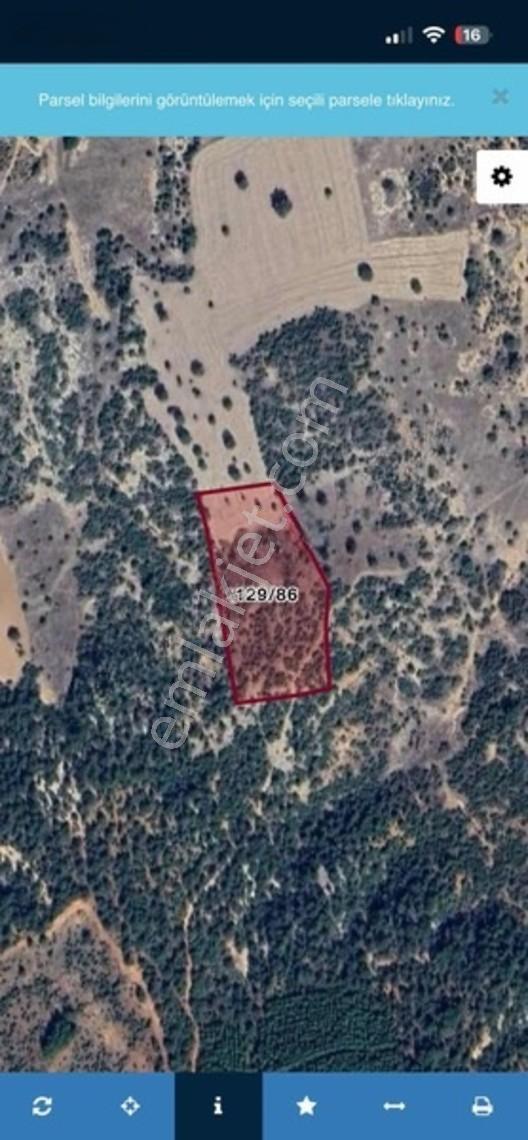 Banaz Susuzda 9752m2 Orman Yanı Yolu Olan Tarla — fotoğraf 4