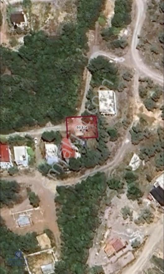 Milas Kıyıkışlacık Zeytinlikuyu 253m2 Satılık Zeytinlik — fotoğraf 3