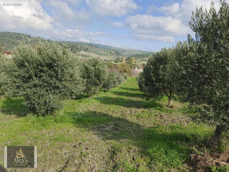 Aras Gayrimenkulden Arabacıbozköyde Satılık Zeytinlik — fotoğraf 3