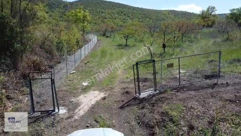 Öztarlacıdan 14050 M2 Karaoğlanda Ceviz Bahçesi — fotoğraf 2