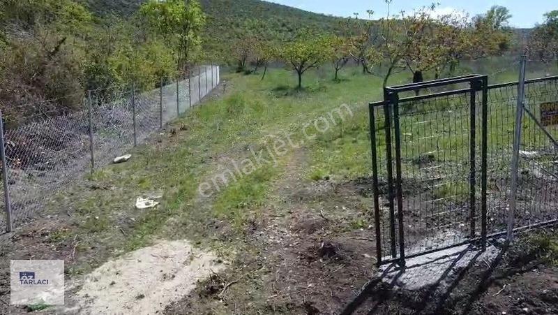 Öztarlacıdan 14050 M2 Karaoğlanda Ceviz Bahçesi — fotoğraf 3