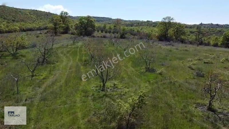 Öztarlacıdan 14050 M2 Karaoğlanda Ceviz Bahçesi — fotoğraf 4