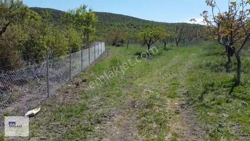Öztarlacıdan 14050 M2 Karaoğlanda Ceviz Bahçesi — fotoğraf 5