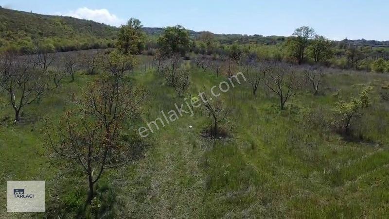 Öztarlacıdan 14050 M2 Karaoğlanda Ceviz Bahçesi — fotoğraf 6
