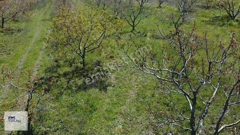 Öztarlacıdan 14050 M2 Karaoğlanda Ceviz Bahçesi — fotoğraf 8