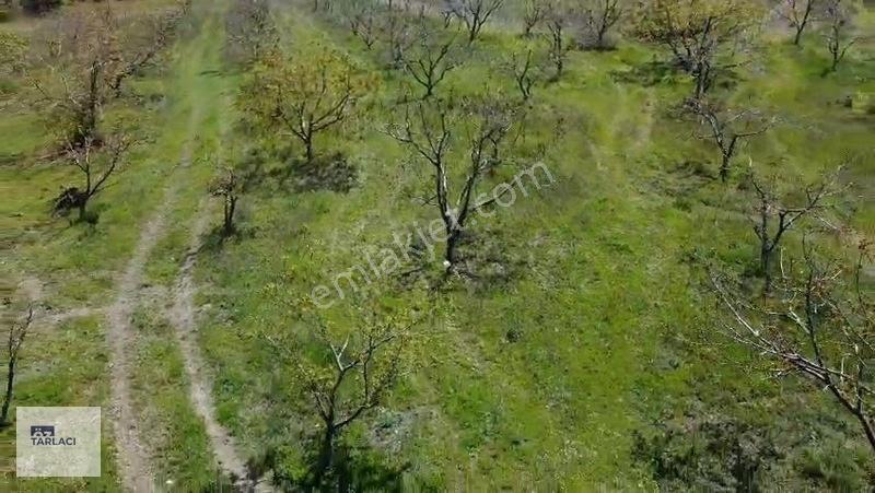 Öztarlacıdan 14050 M2 Karaoğlanda Ceviz Bahçesi — fotoğraf 9