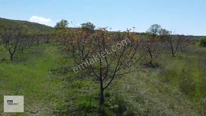 Öztarlacıdan 14050 M2 Karaoğlanda Ceviz Bahçesi — fotoğraf 11