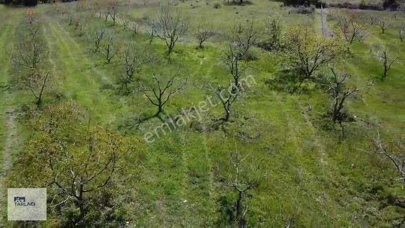 Öztarlacıdan 14050 M2 Karaoğlanda Ceviz Bahçesi — fotoğraf 12