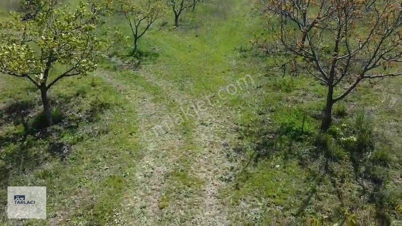 Öztarlacıdan 14050 M2 Karaoğlanda Ceviz Bahçesi — fotoğraf 13
