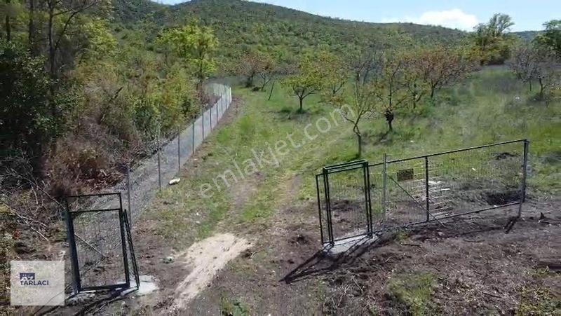 Öztarlacıdan 14050 M2 Karaoğlanda Ceviz Bahçesi — fotoğraf 15