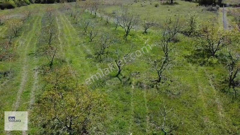 Öztarlacıdan 14050 M2 Karaoğlanda Ceviz Bahçesi — fotoğraf 16