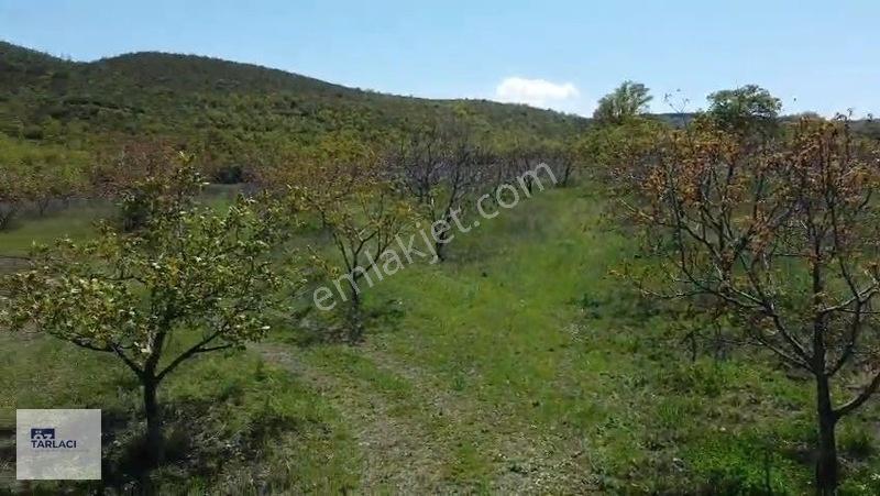 Öztarlacıdan 14050 M2 Karaoğlanda Ceviz Bahçesi — fotoğraf 17