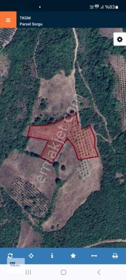 Öztarlacıdan 14050 M2 Karaoğlanda Ceviz Bahçesi — fotoğraf 18
