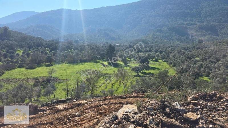 Bodrum Karayoluna Yakın, 6.193 Metre Acil Satılık Zeytinlik — fotoğraf 4