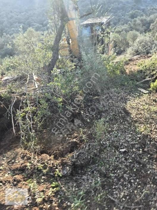 Bodrum Karayoluna Yakın, 6.193 Metre Acil Satılık Zeytinlik — fotoğraf 5