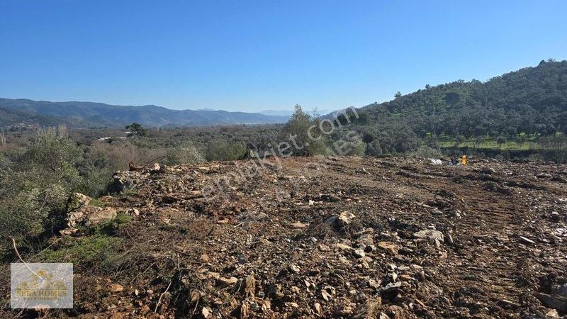 Bodrum Karayoluna Yakın, 6.193 Metre Acil Satılık Zeytinlik — fotoğraf 6