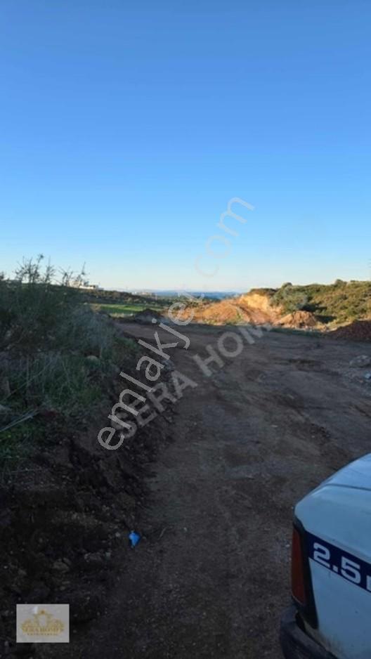 Bodrum Karayoluna Yakın, 6.193 Metre Acil Satılık Zeytinlik — fotoğraf 8