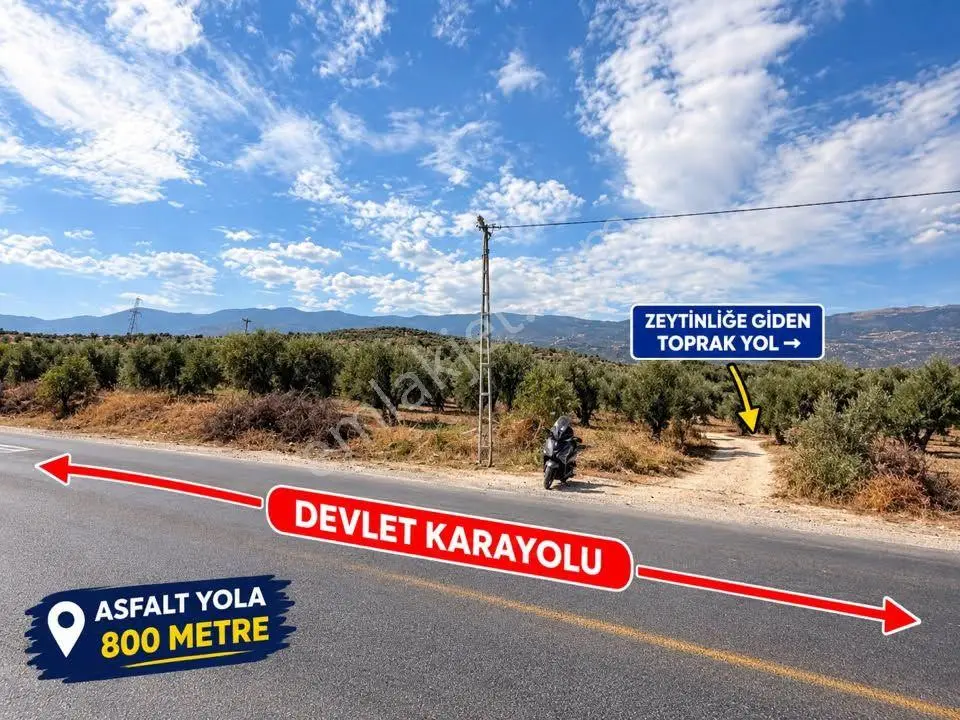 Aydın Bozdoğan Yeni Mahallesi’nde Satılık Zeytinlik 17.472,75 M² – 600 Adet Yetişkin Zeytin Ağacı — fotoğraf 2