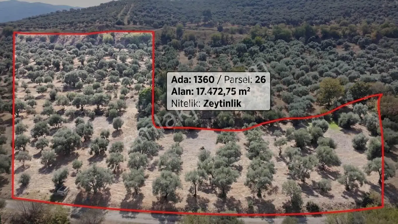 Aydın Bozdoğan Yeni Mahallesi’nde Satılık Zeytinlik 17.472,75 M² – 600 Adet Yetişkin Zeytin Ağacı — fotoğraf 3