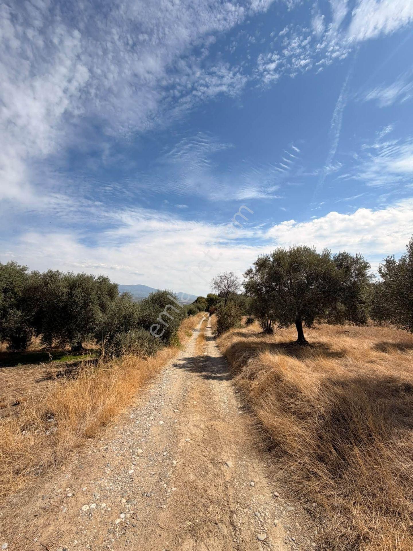 Aydın Bozdoğan Yeni Mahallesi’nde Satılık Zeytinlik 17.472,75 M² – 600 Adet Yetişkin Zeytin Ağacı — fotoğraf 6