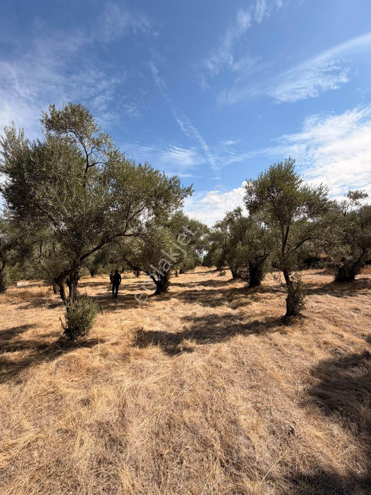 Aydın Bozdoğan Yeni Mahallesi’nde Satılık Zeytinlik 17.472,75 M² – 600 Adet Yetişkin Zeytin Ağacı — fotoğraf 8