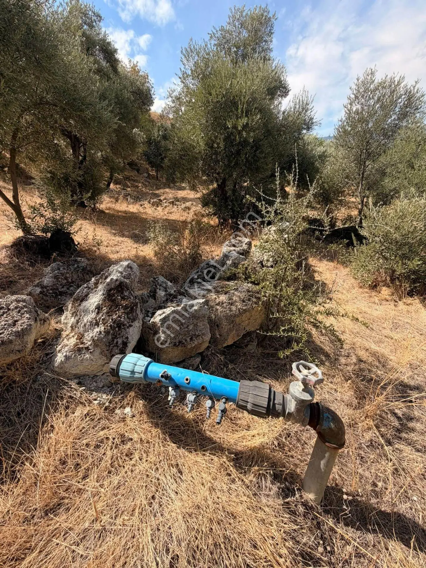 Aydın Bozdoğan Yeni Mahallesi’nde Satılık Zeytinlik 17.472,75 M² – 600 Adet Yetişkin Zeytin Ağacı — fotoğraf 16