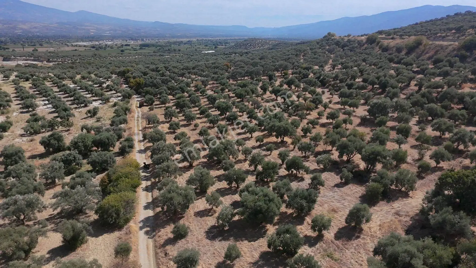 Aydın Bozdoğan Yeni Mahallesi’nde Satılık Zeytinlik 17.472,75 M² – 600 Adet Yetişkin Zeytin Ağacı — fotoğraf 18