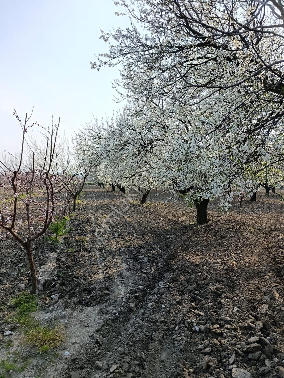 Manisa Karaoğlanlı Satılık Kiraz Ve Erik Bahçesi — fotoğraf 4
