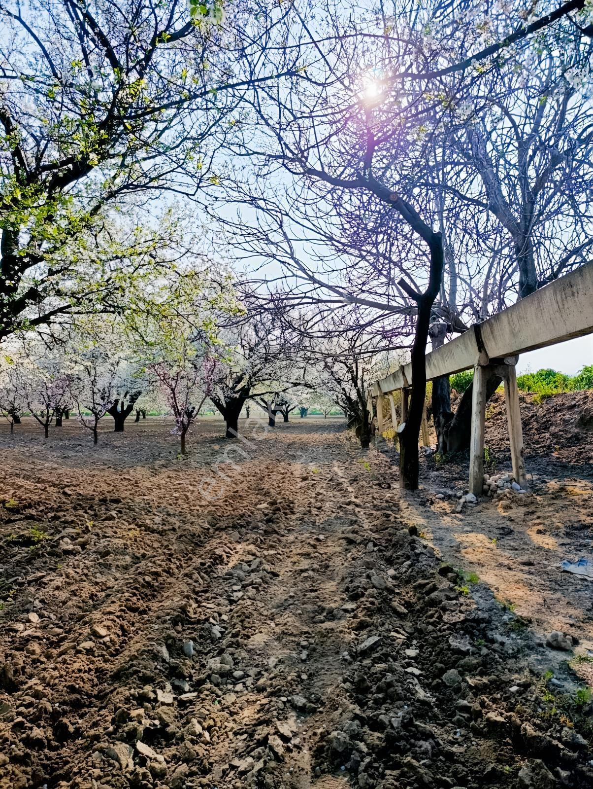 Manisa Karaoğlanlı Satılık Kiraz Ve Erik Bahçesi — fotoğraf 5