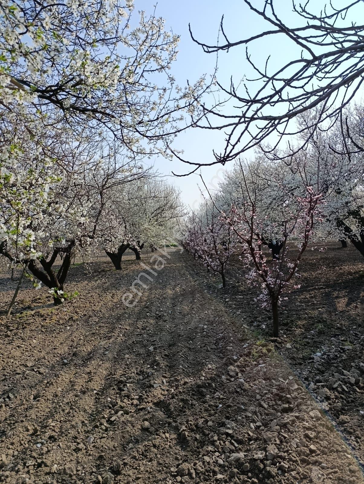 Manisa Karaoğlanlı Satılık Kiraz Ve Erik Bahçesi — fotoğraf 6