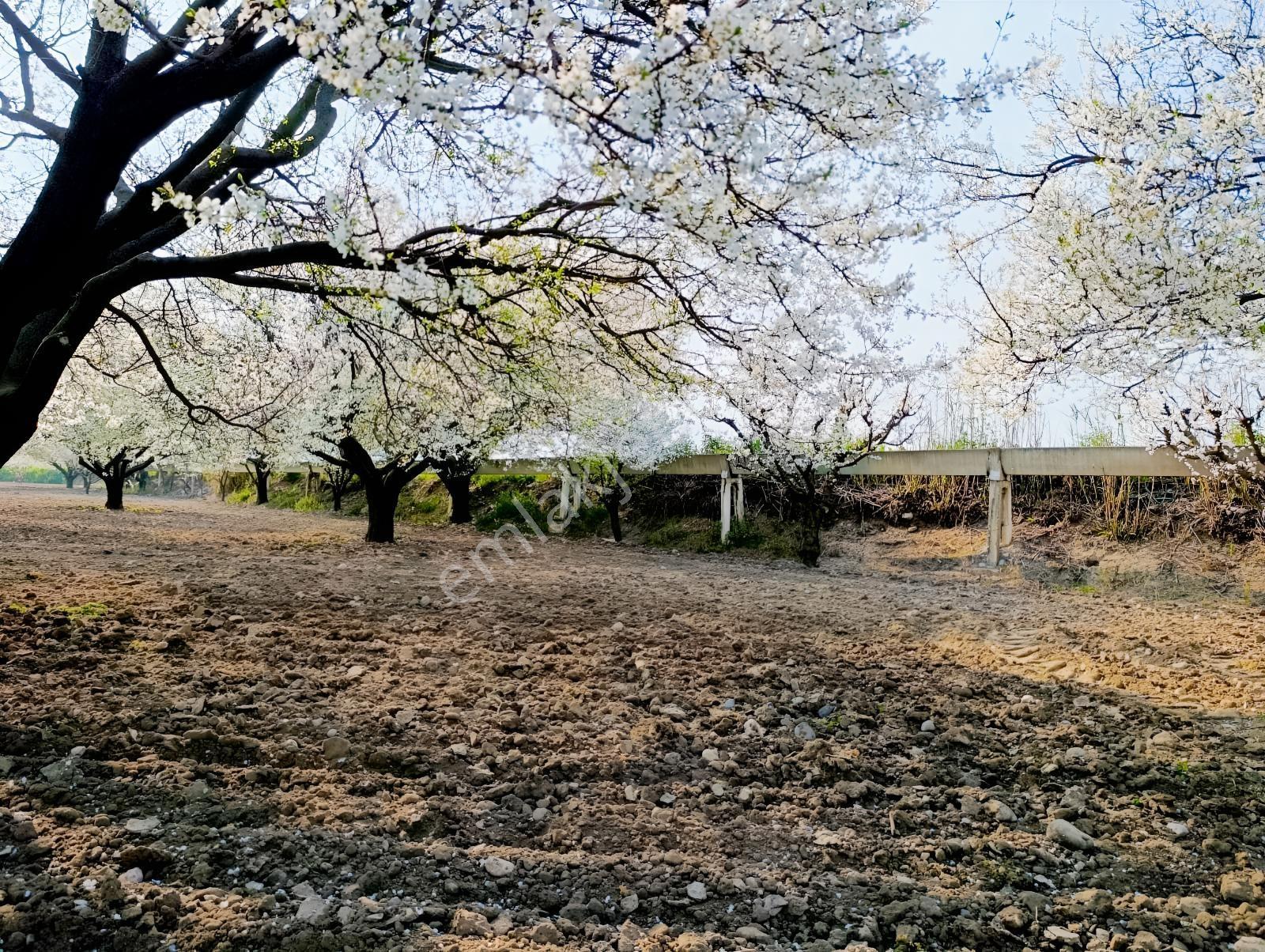Manisa Karaoğlanlı Satılık Kiraz Ve Erik Bahçesi — fotoğraf 8
