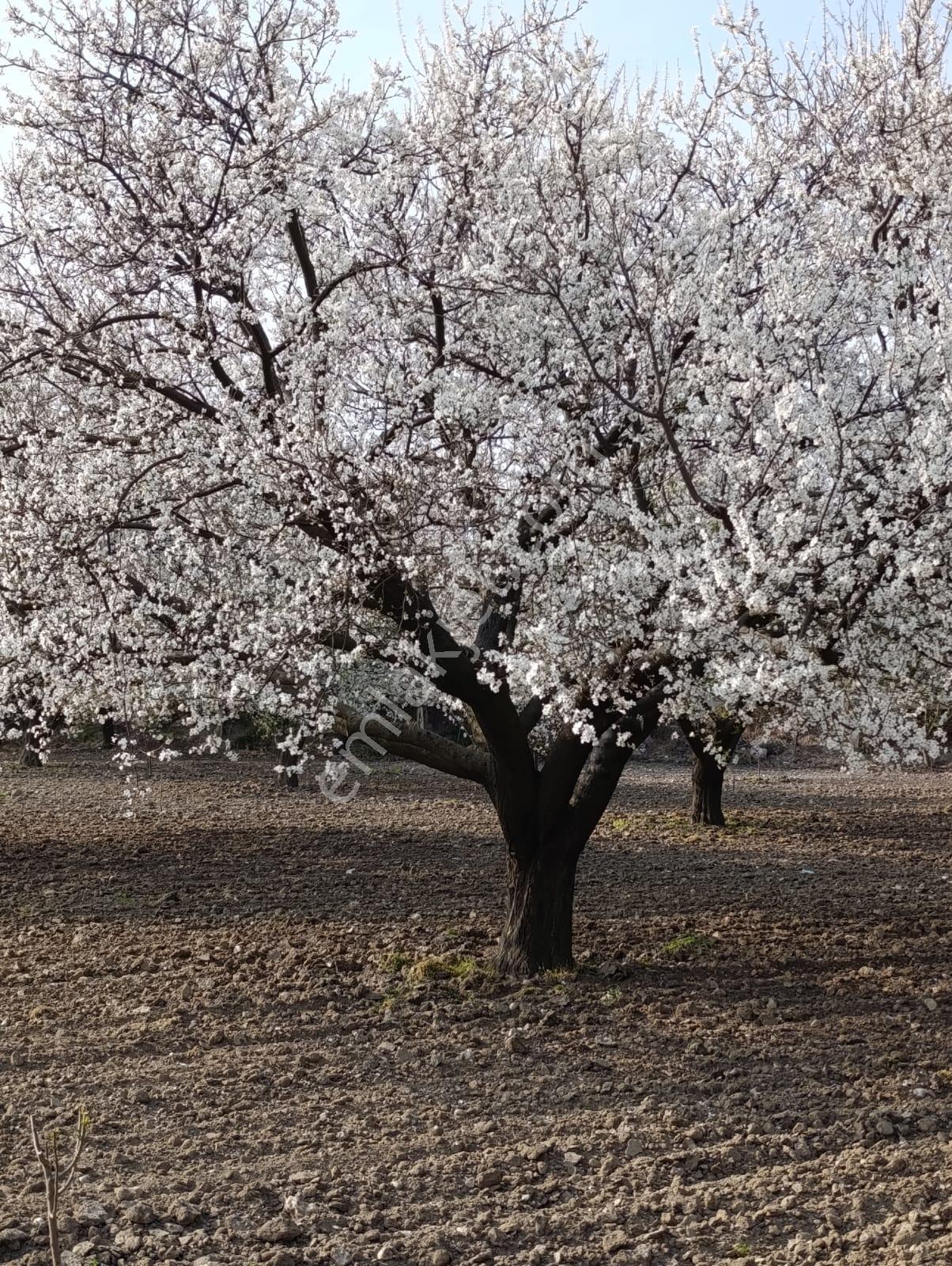 Manisa Karaoğlanlı Satılık Kiraz Ve Erik Bahçesi — fotoğraf 12