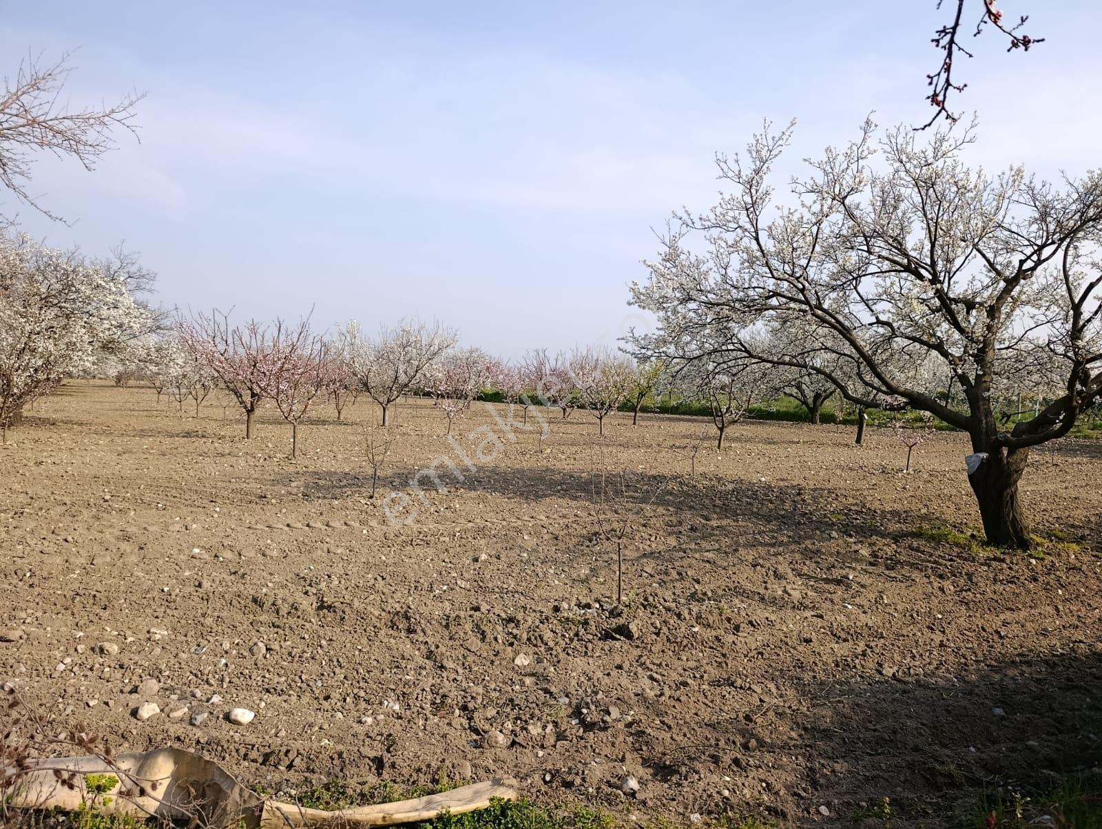 Manisa Karaoğlanlı Satılık Kiraz Ve Erik Bahçesi — fotoğraf 19