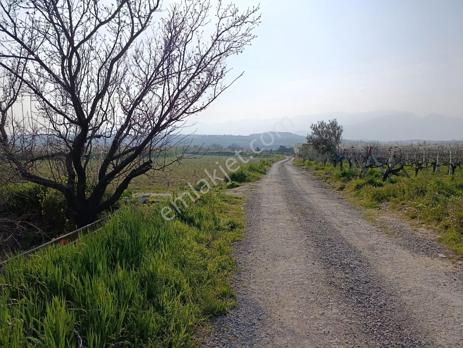 Manisa Karaoğlanlı Satılık Kiraz Ve Erik Bahçesi — fotoğraf 23